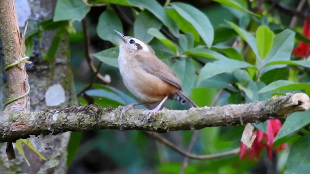 Mountain Wren - ML201711101