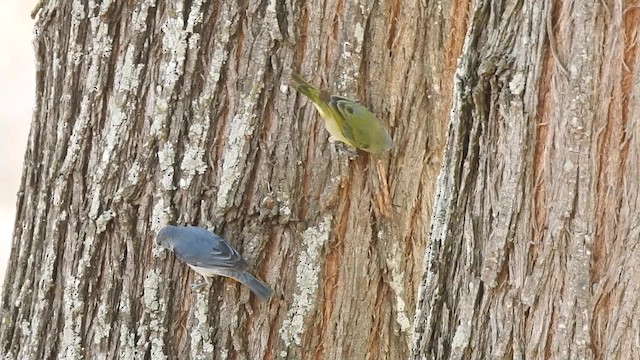 シリアカマルハシミツドリ - ML201711141