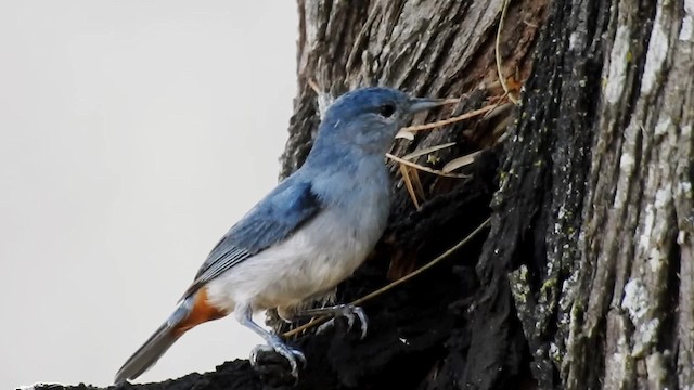 Chestnut-vented Conebill - ML201711151