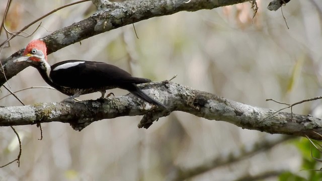 Lineated Woodpecker (Lineated) - ML201711161