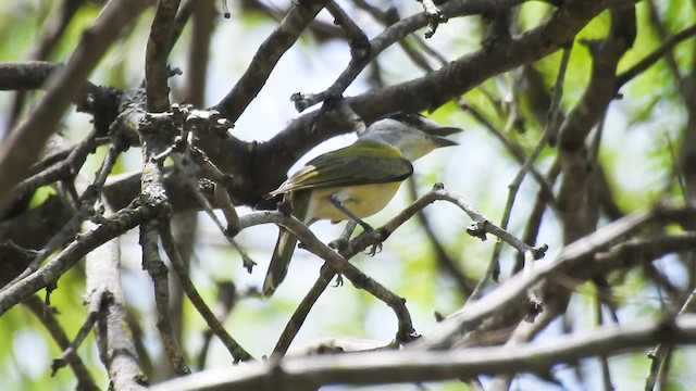 Bécarde verte (viridis) - ML201711171