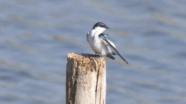 White-winged Swallow - ML201711201