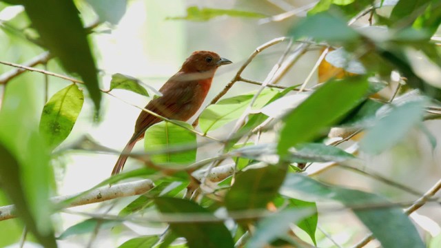 Red-crowned Ant-Tanager (Scarlet-throated) - ML201711211