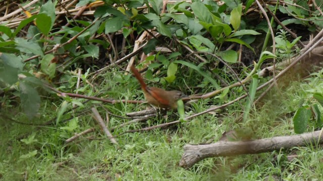 Weißzügel-Dickichtschlüpfer - ML201711231