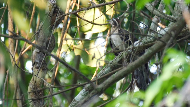 Pheasant Cuckoo - ML201711271