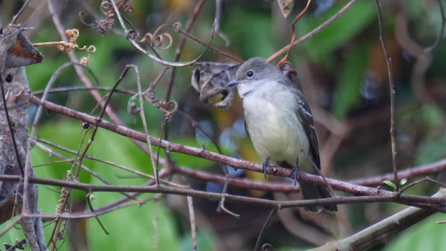 Dreibinden-Olivtyrann - ML201711291