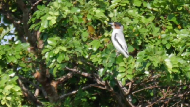 Black-crowned Tityra - ML201711311