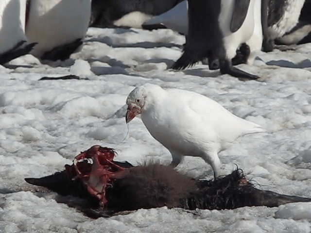 Snowy Sheathbill - ML201711351