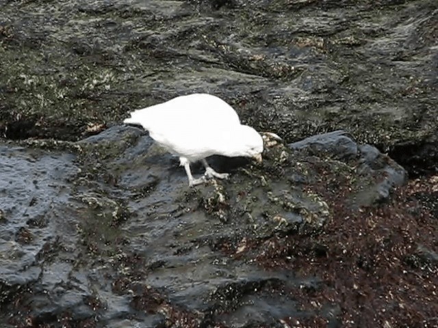 Snowy Sheathbill - ML201711371