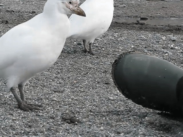 Snowy Sheathbill - ML201711381