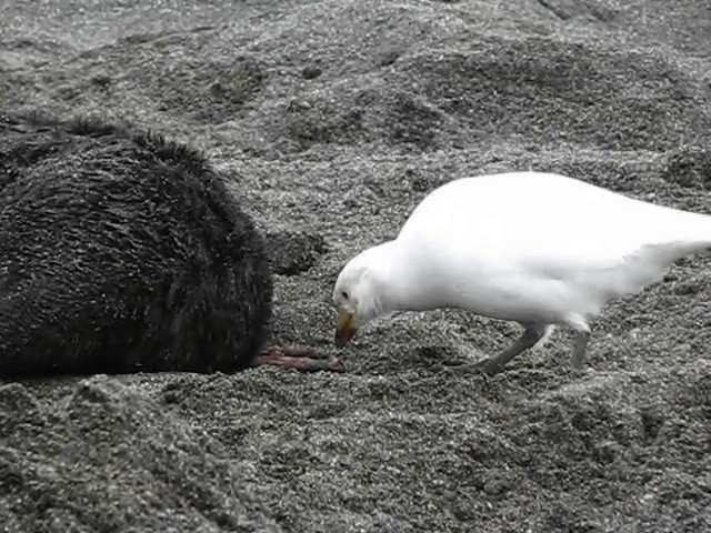 Snowy Sheathbill - ML201711401