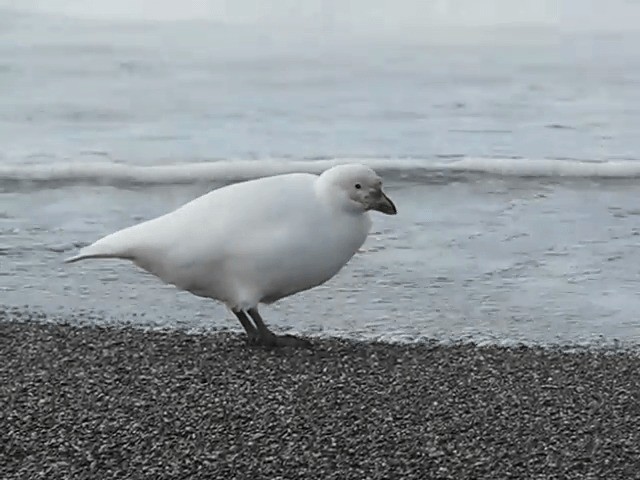 Snowy Sheathbill - ML201711481