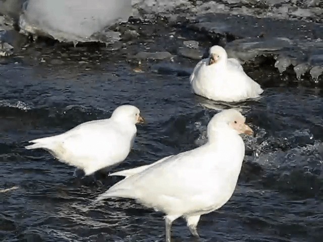 Snowy Sheathbill - ML201711491