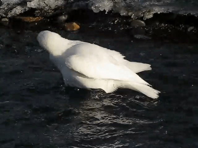 Snowy Sheathbill - ML201711501