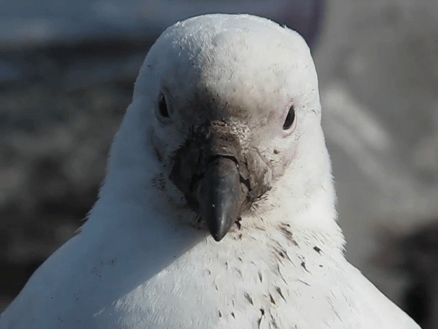 Snowy Sheathbill - ML201711531