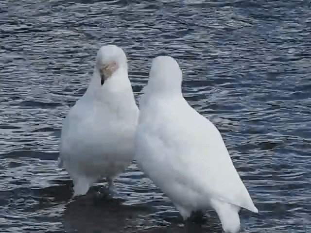 Snowy Sheathbill - ML201711631