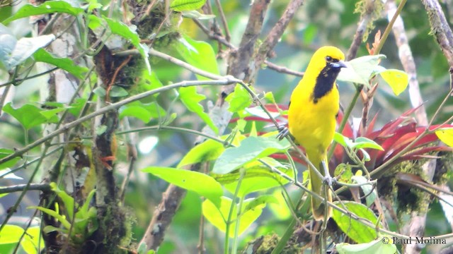 Oriole à queue jaune - ML201711721