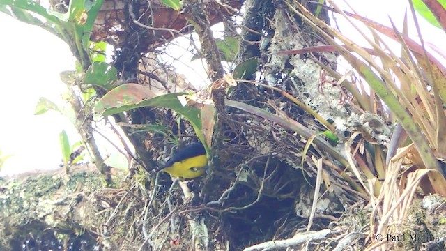 Thick-billed Euphonia (Thick-billed) - ML201711741