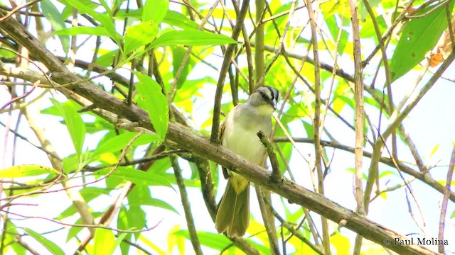 Black-striped Sparrow - ML201711761