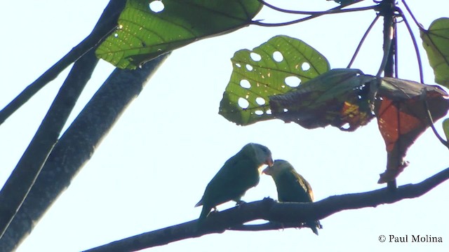 ワタボウシミドリインコ - ML201711771