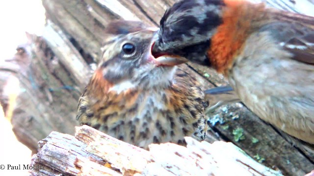 Rufous-collared Sparrow (Rufous-collared) - ML201711791