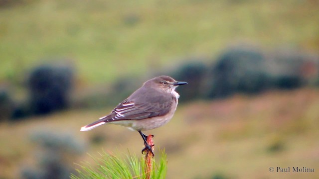 Black-billed Shrike-Tyrant - ML201711841