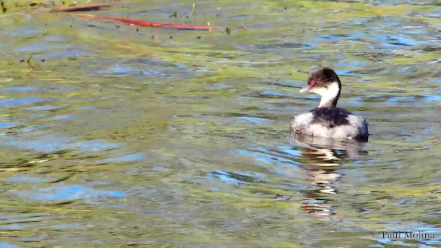 potápka stříbřitá (ssp. juninensis) - ML201711911