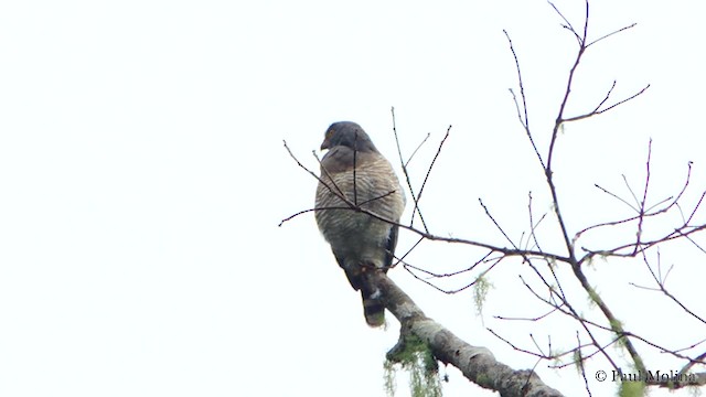 Roadside Hawk (Northern) - ML201711921