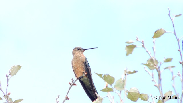 Giant Hummingbird - ML201711961