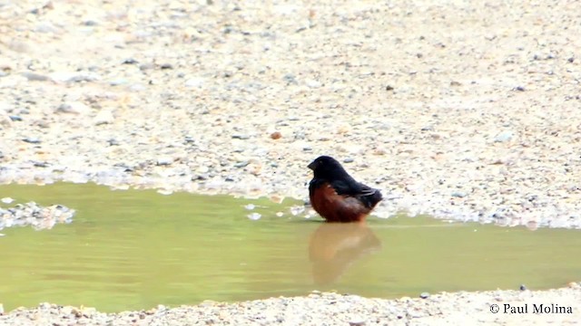 Chestnut-bellied Seedeater - ML201712011