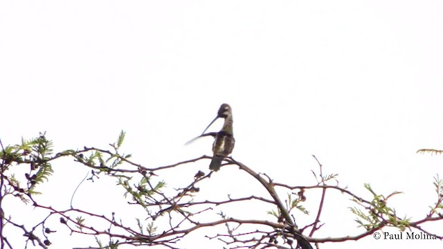 Long-billed Starthroat - ML201712021