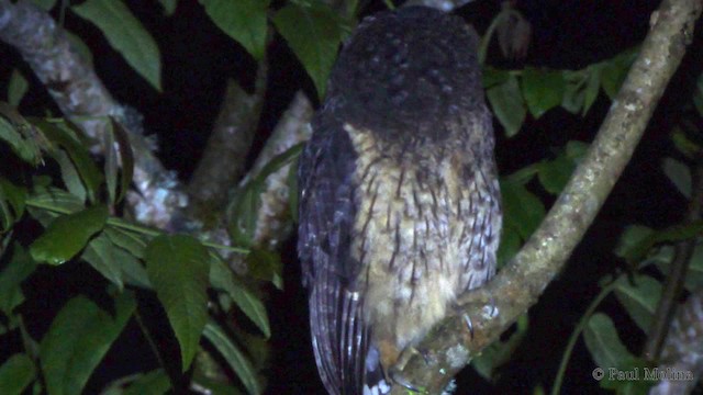 Mottled Owl - ML201712031