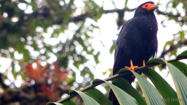 Black Caracara - ML201712041