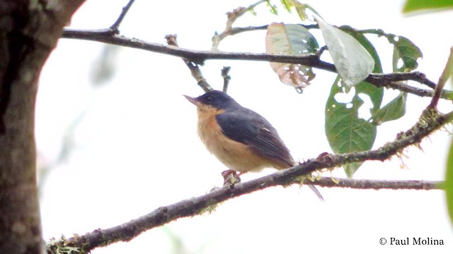 Rusty Flowerpiercer - ML201712061