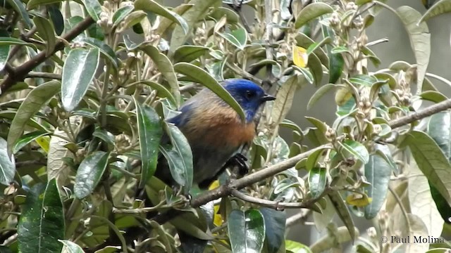 Xénodacnis mésange (petersi/bella) - ML201712081