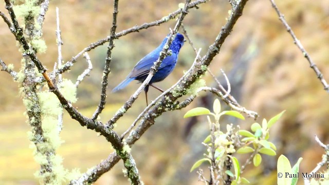 Xénodacnis mésange (petersi/bella) - ML201712111