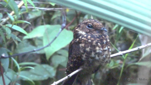 Swallow-tailed Nightjar - ML201712141