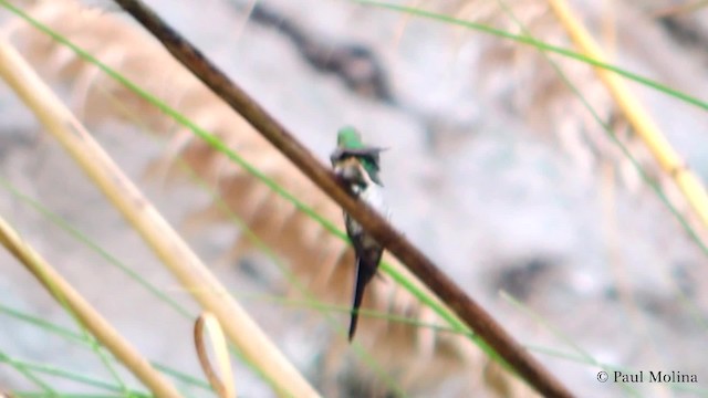 Green-tailed Trainbearer - ML201712151