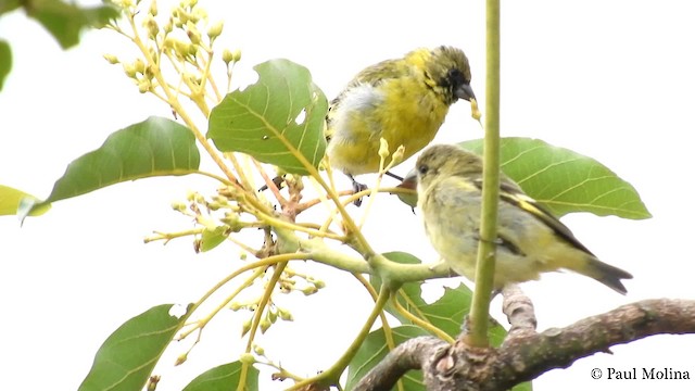 Hooded Siskin - ML201712261