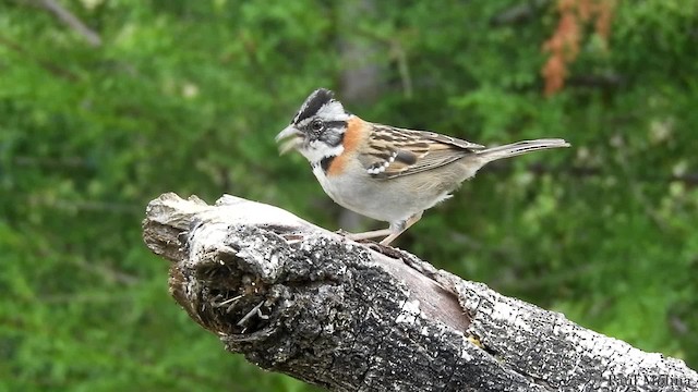 アカエリシトド（capensis グループ） - ML201712281