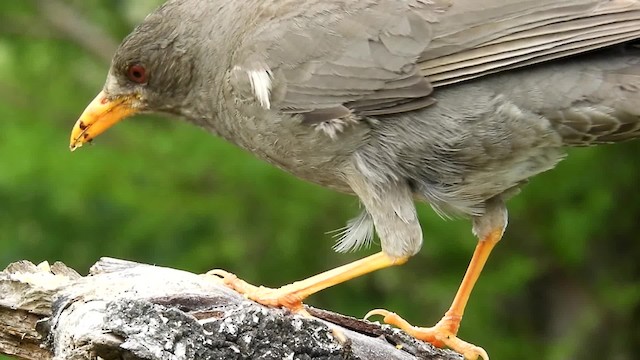 Chiguanco Thrush (chiguanco/conradi) - ML201712291