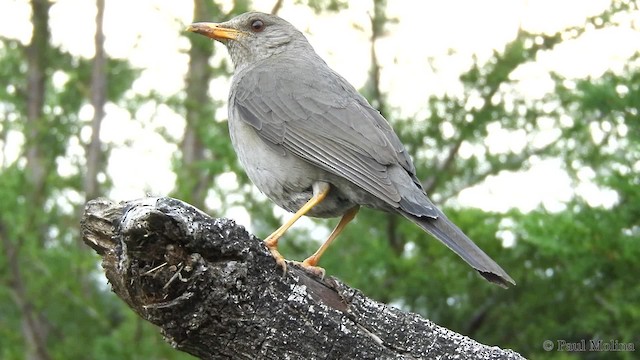 Chiguanco Thrush (chiguanco/conradi) - ML201712321