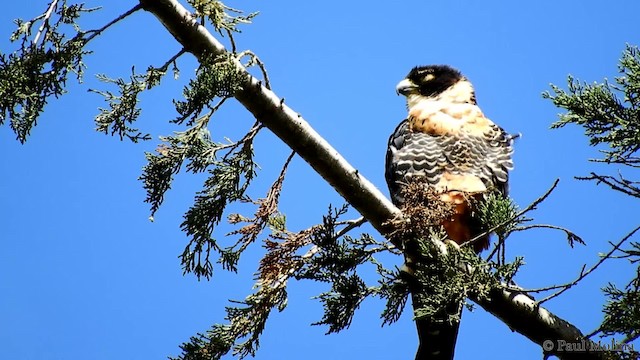 Orange-breasted Falcon - ML201712331