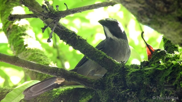 Bluish-gray Saltator - ML201712361