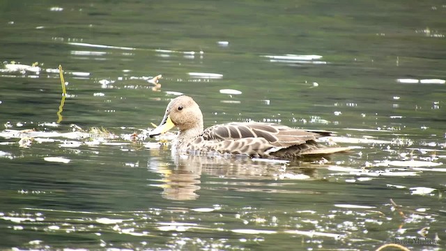 Yellow-billed Pintail (South American) - ML201712371