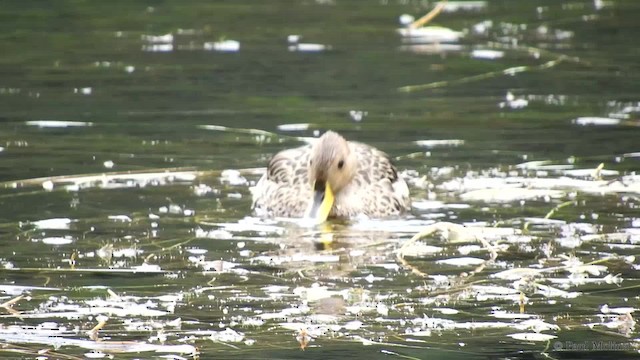 Yellow-billed Pintail (South American) - ML201712381