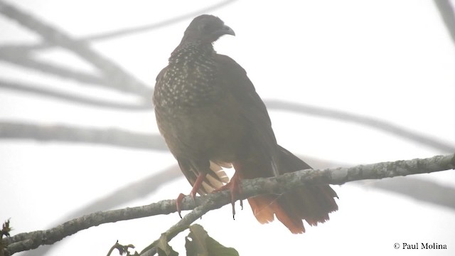 Speckled Chachalaca (Speckled) - ML201712401