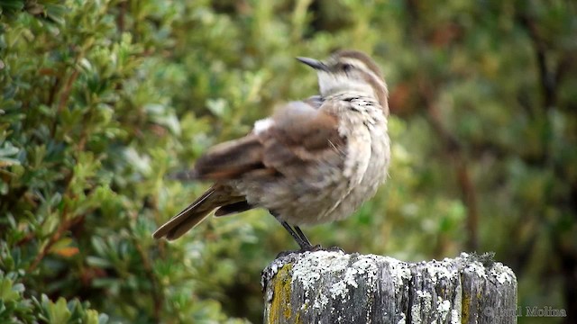 クリバネカワカマドドリ - ML201712421