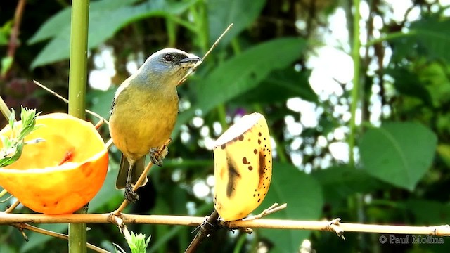 Blue-and-yellow Tanager (Green-mantled) - ML201712431