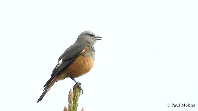 Red-rumped Bush-Tyrant - ML201712441